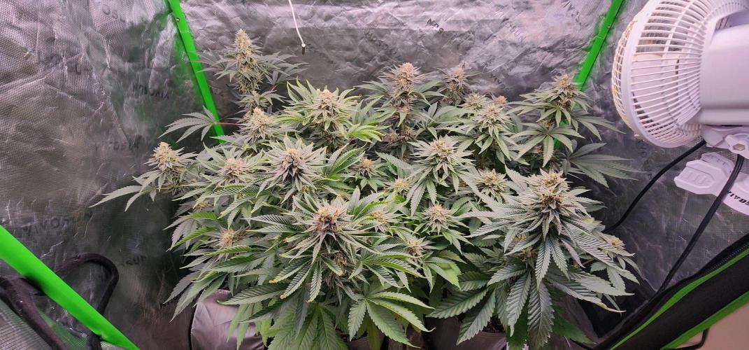 Perfect tree. Week 8