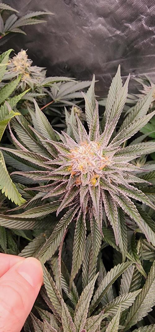 Perfect tree. Week 8
