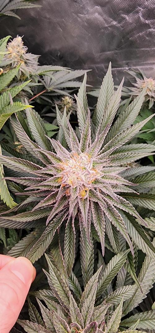 Perfect tree. Week 8