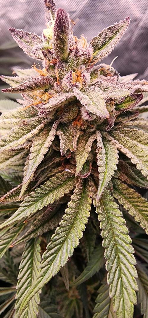 Perfect tree. Week 8