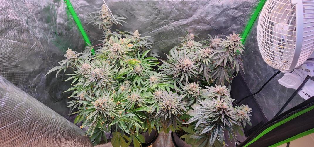 Perfect tree. Week 8