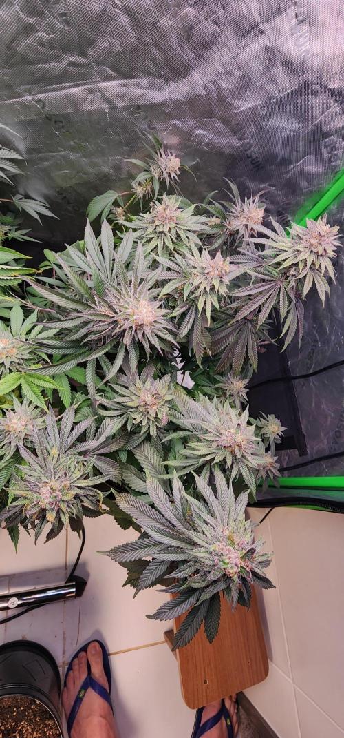 Perfect tree. Week 8