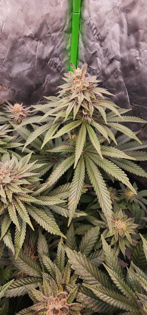 Perfect tree. Week 8