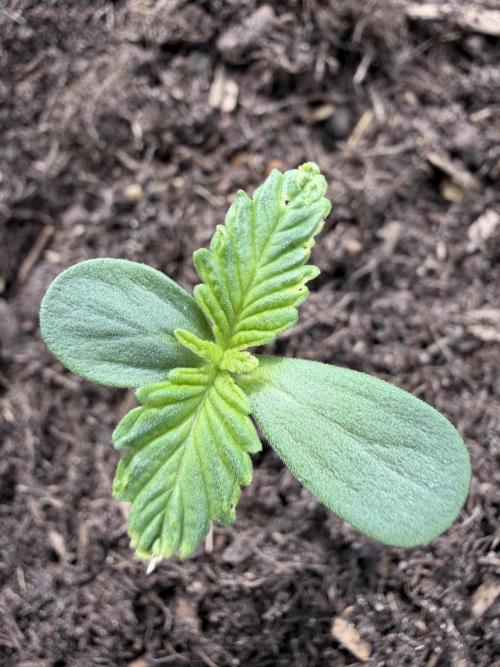 Automatics Grow Mai 2026. Week 1