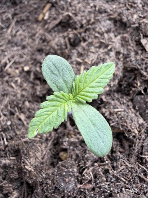 Automatics Grow Mai 2026. Week 1