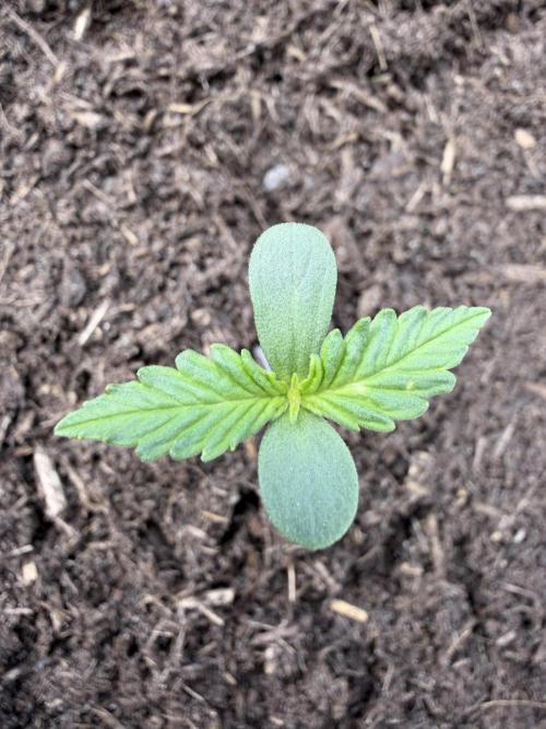 Automatics Grow Mai 2026. Week 1