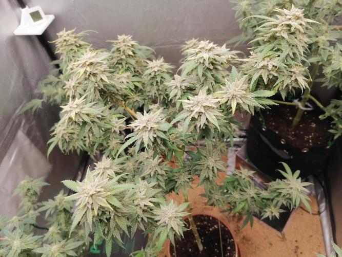 Grow principal. Week 9 - Skittlez 