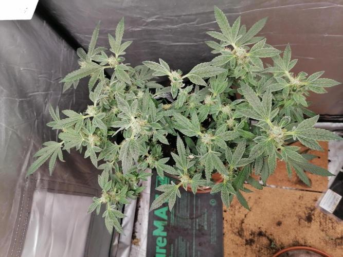 Grow principal. Week 9 - Clone 24k porte médio 