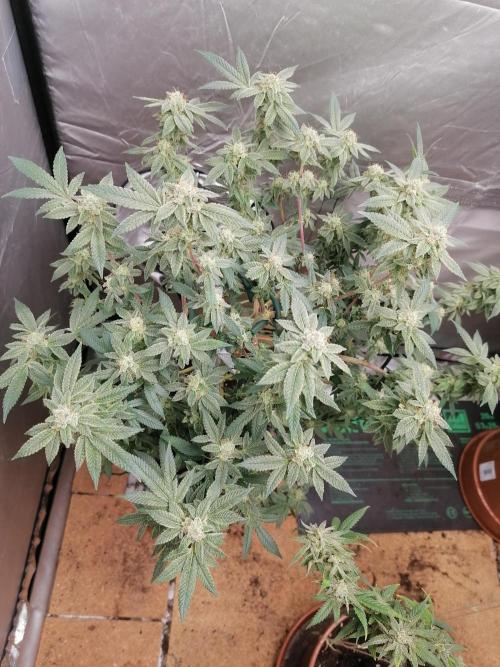 Grow principal. Week 9 - Clone 24k porte grande 