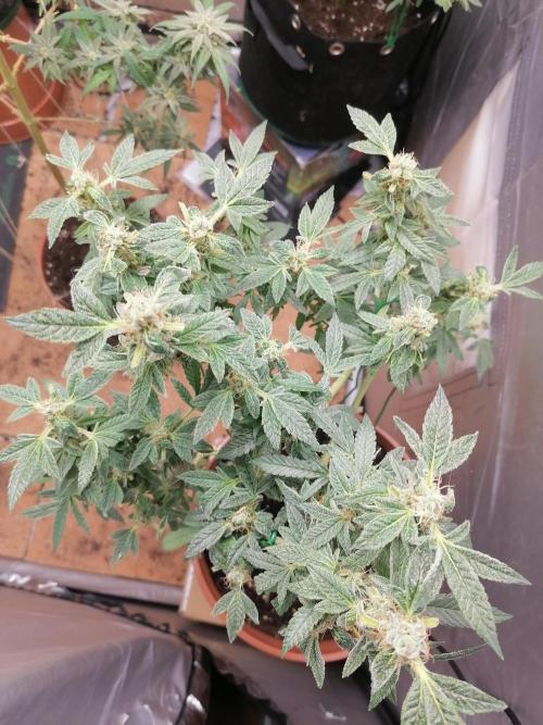 Grow principal. Week 9 - Clone 24k porte pequeno 