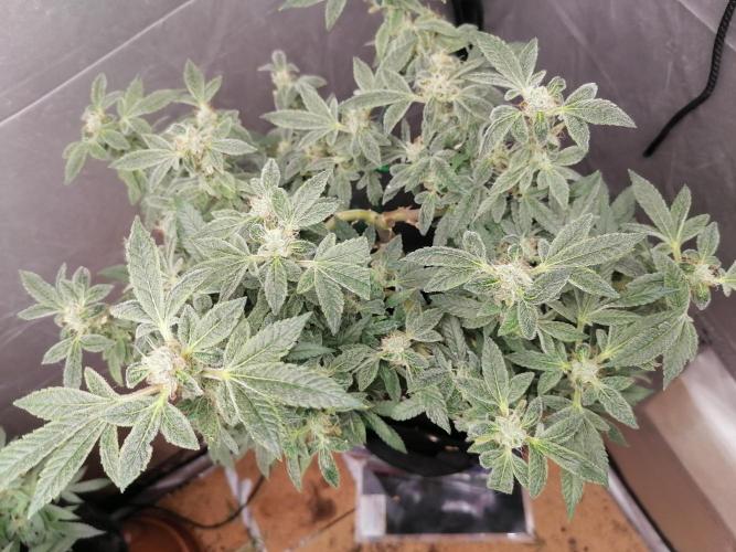 Grow principal. Week 9 - Clone 24k porte médio 