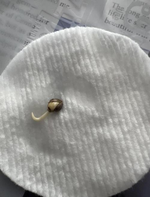 Ocean Storm. Week 0 - Day 7 — Taproot confirmed ready. Clean white taproot 6-7mm with healthy curl 
