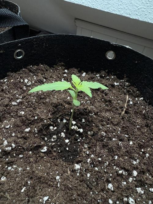 hoffentlich erfolgreich. Week 2