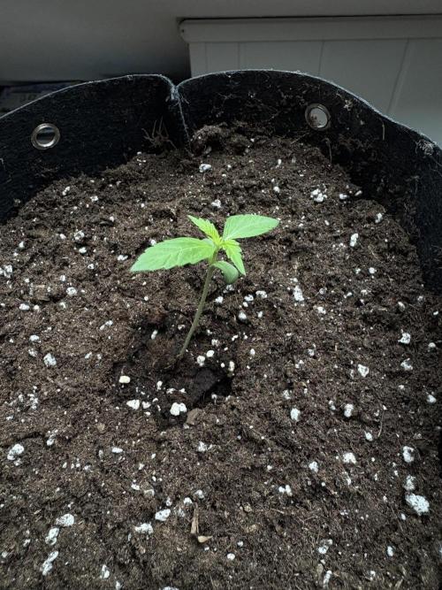 hoffentlich erfolgreich. Week 2