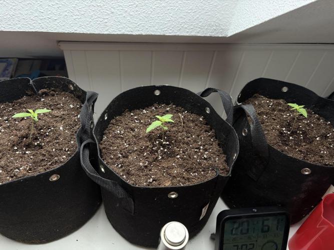 Lemon Pie Auto. Week 2