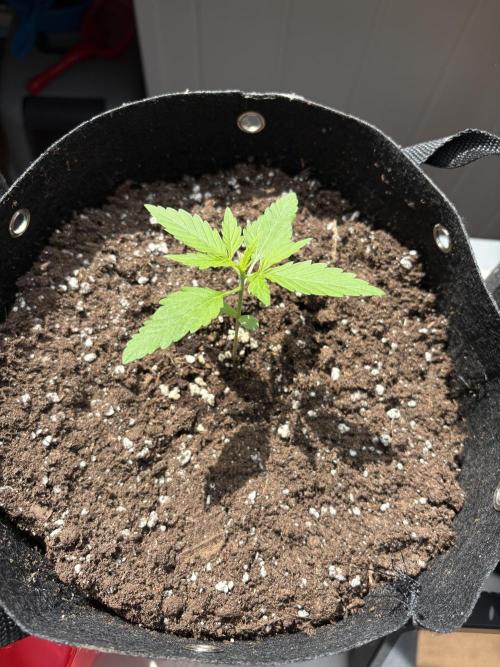 hoffentlich erfolgreich. Week 3