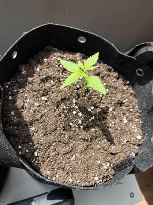hoffentlich erfolgreich. Week 3