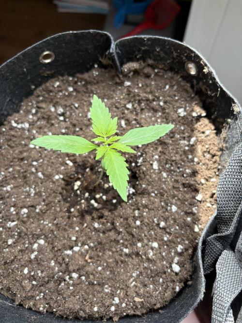 hoffentlich erfolgreich. Week 3