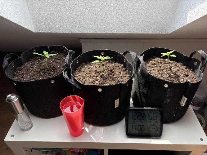 Lemon Pie Auto. Week 3