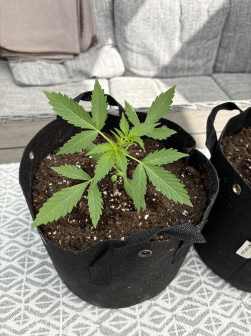 First time. Week 4
