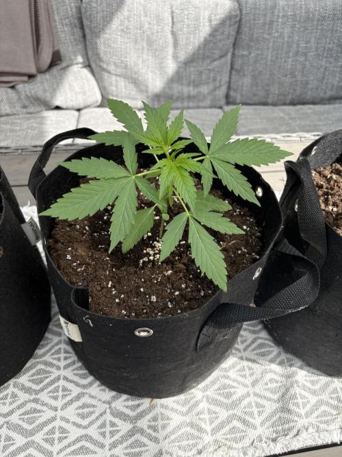 First time. Week 4