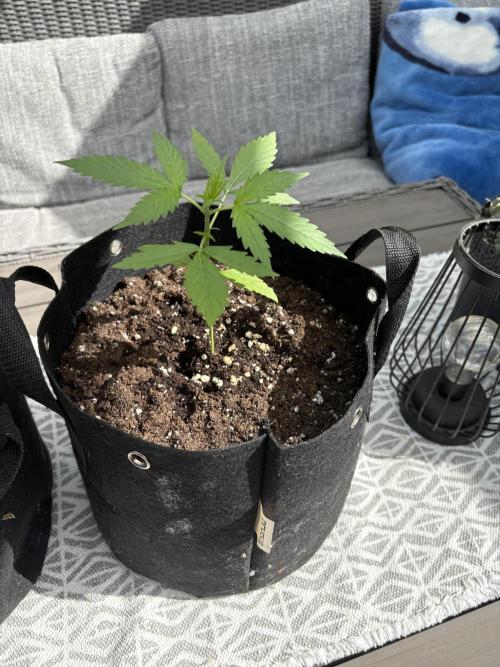 First time. Week 4