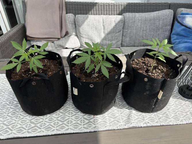 First time. Week 4