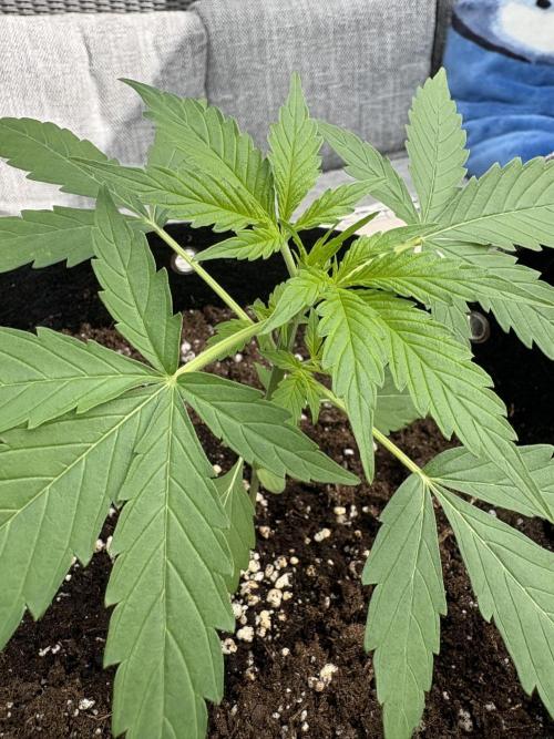 First time. Week 4