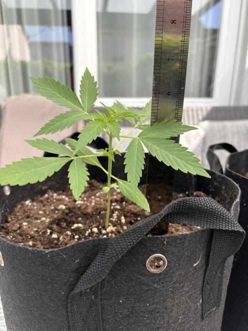 First time. Week 4