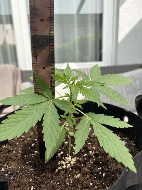 First time. Week 4