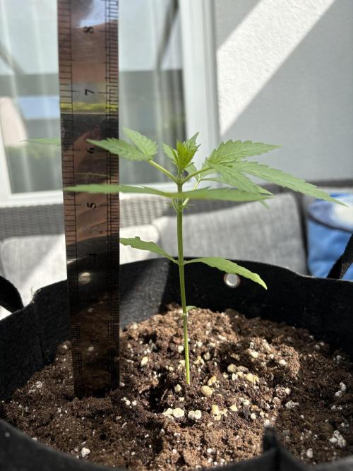 First time. Week 4