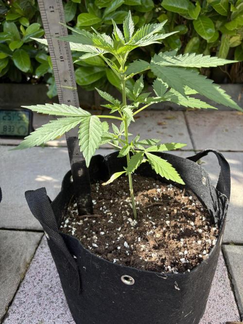 First time. Week 5