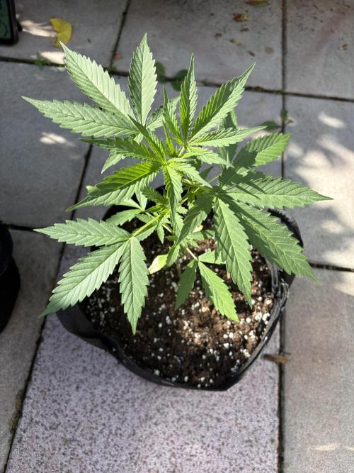 First time. Week 5