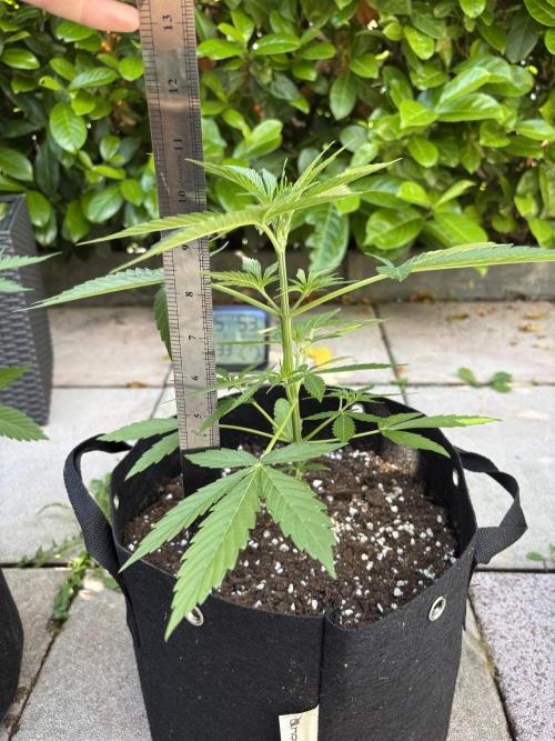 First time. Week 5