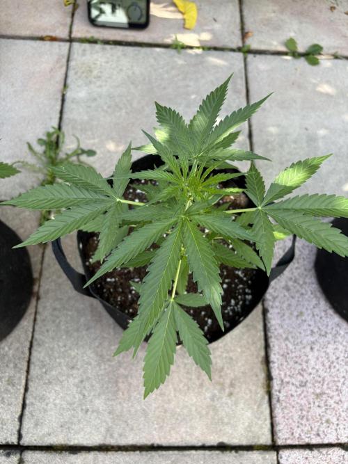 First time. Week 5