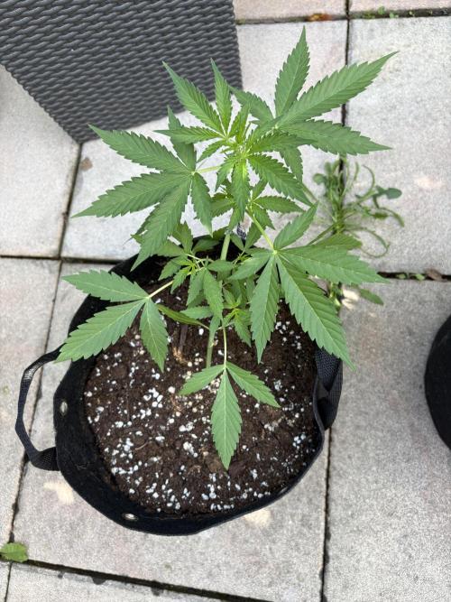 First time. Week 5