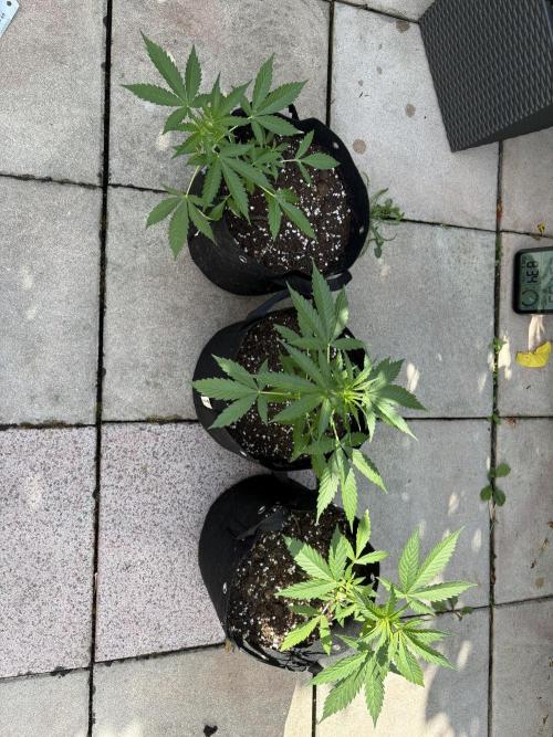 First time. Week 5