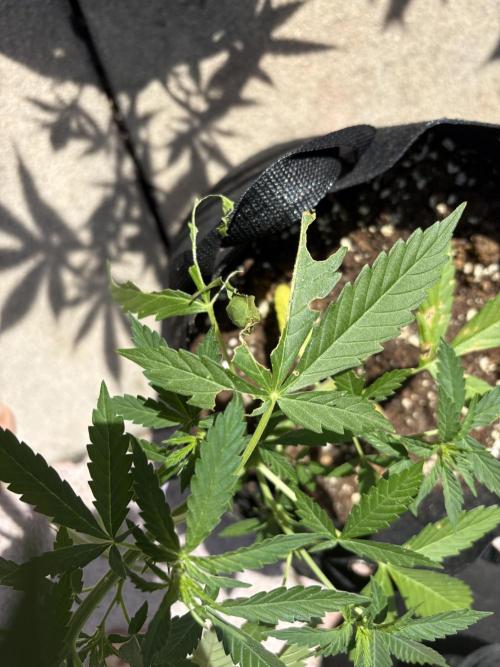 First time. Week 6