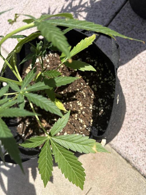 First time. Week 6