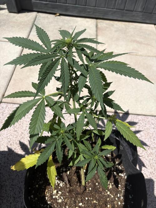 First time. Week 7
