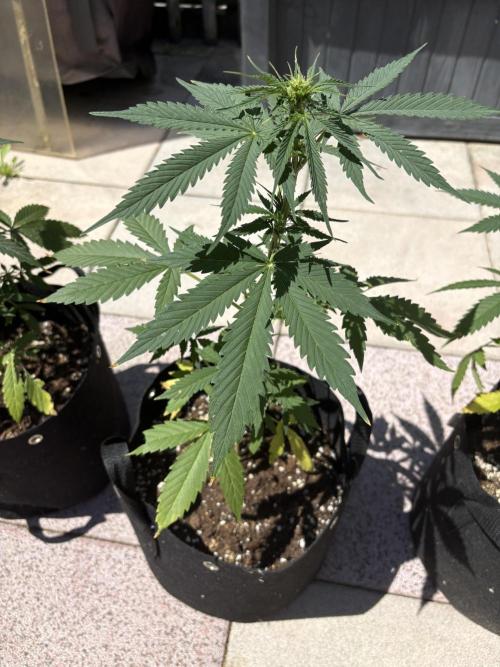 First time. Week 7