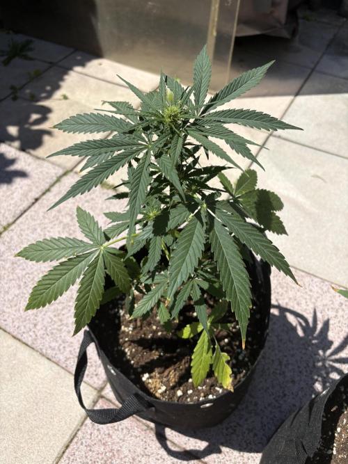 First time. Week 7