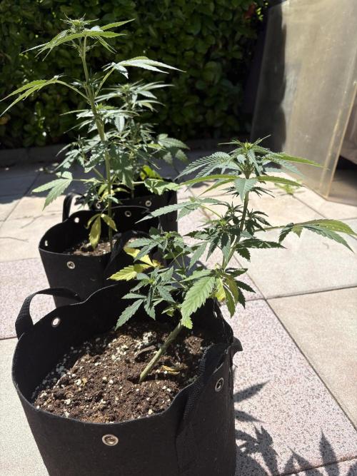 Lemon Pie Auto. Week 7