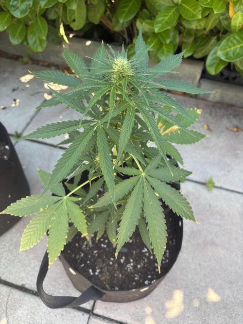 First time. Week 8