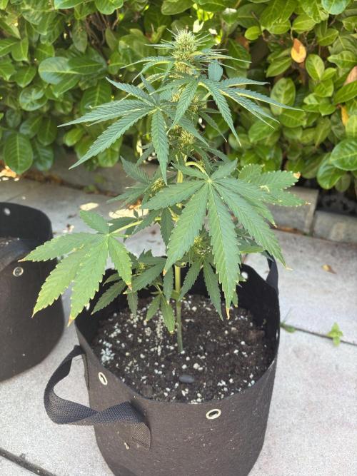 First time. Week 8
