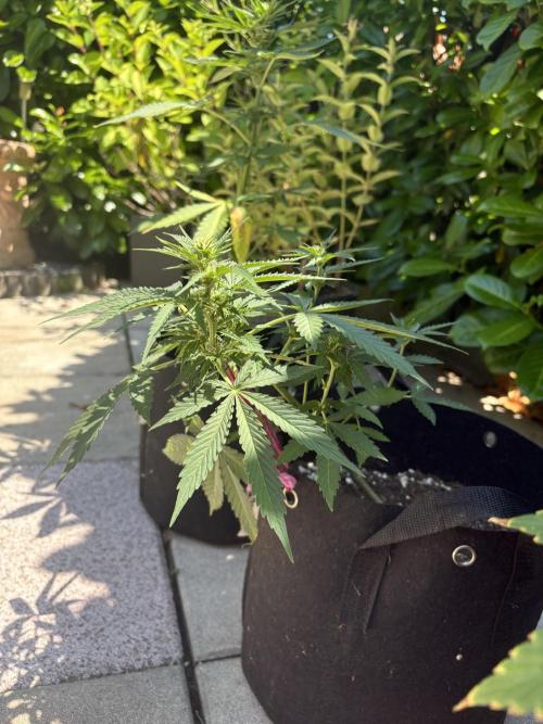 First time. Week 8