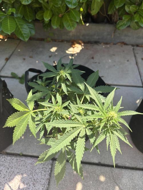 First time. Week 8