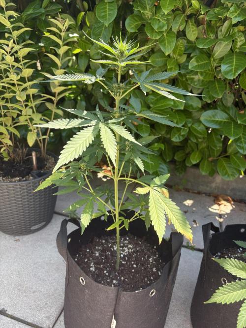 First time. Week 8