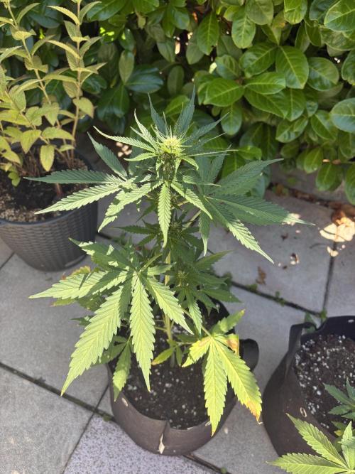 First time. Week 8