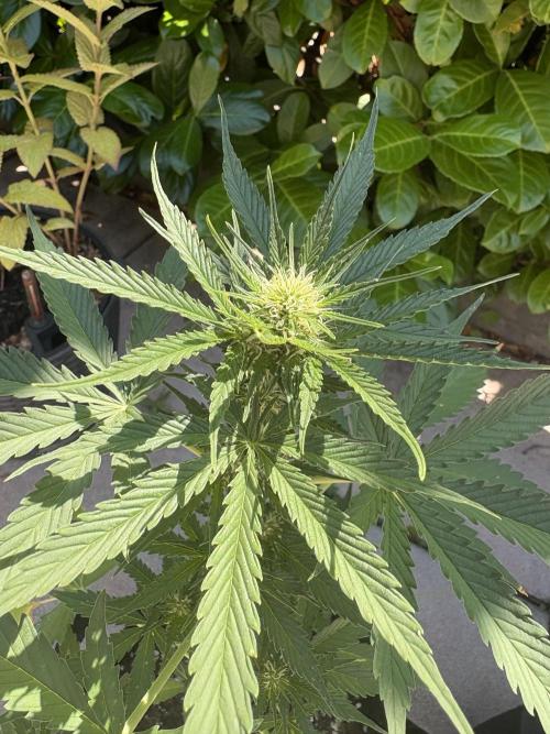 First time. Week 8